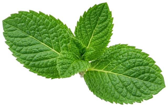 Menta fresca